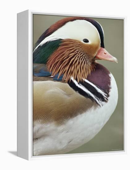 Mandarin Duck, Close up of Male Head, USA-John Cancalosi-Framed Premier Image Canvas