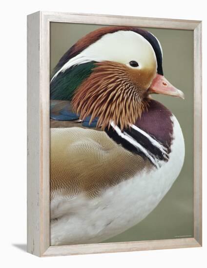 Mandarin Duck, Close up of Male Head, USA-John Cancalosi-Framed Premier Image Canvas