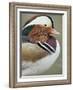 Mandarin Duck, Close up of Male Head, USA-John Cancalosi-Framed Photographic Print