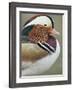 Mandarin Duck, Close up of Male Head, USA-John Cancalosi-Framed Photographic Print
