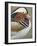 Mandarin Duck, Close up of Male Head, USA-John Cancalosi-Framed Photographic Print