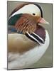 Mandarin Duck, Close up of Male Head, USA-John Cancalosi-Mounted Photographic Print