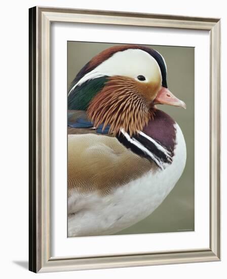 Mandarin Duck, Close up of Male Head, USA-John Cancalosi-Framed Photographic Print