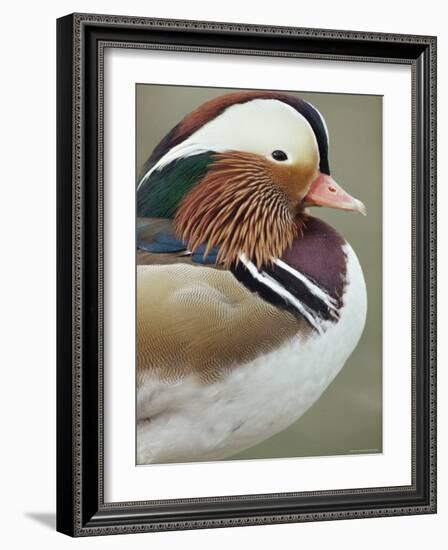 Mandarin Duck, Close up of Male Head, USA-John Cancalosi-Framed Photographic Print