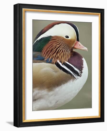 Mandarin Duck, Close up of Male Head, USA-John Cancalosi-Framed Photographic Print