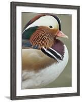 Mandarin Duck, Close up of Male Head, USA-John Cancalosi-Framed Photographic Print