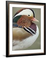 Mandarin Duck, Close up of Male Head, USA-John Cancalosi-Framed Photographic Print
