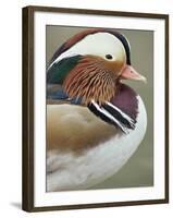 Mandarin Duck, Close up of Male Head, USA-John Cancalosi-Framed Photographic Print
