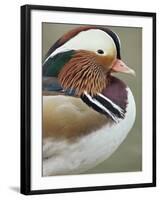 Mandarin Duck, Close up of Male Head, USA-John Cancalosi-Framed Photographic Print