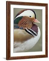 Mandarin Duck, Close up of Male Head, USA-John Cancalosi-Framed Photographic Print