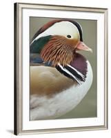 Mandarin Duck, Close up of Male Head, USA-John Cancalosi-Framed Photographic Print