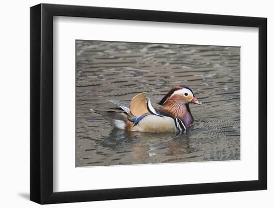 Mandarin Duck Drake-Hal Beral-Framed Photographic Print