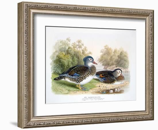 Mandarin Duck II-Henry Jones-Framed Premium Giclee Print