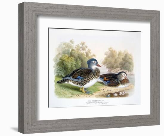 Mandarin Duck II-Henry Jones-Framed Premium Giclee Print