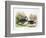 Mandarin Duck II-Henry Jones-Framed Premium Giclee Print