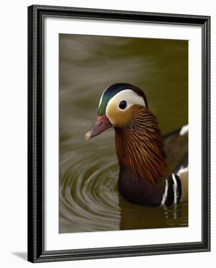 Mandarin Duck, Slimbridge Wildfowl and Wetlands Trust, England-Pete Oxford-Framed Photographic Print