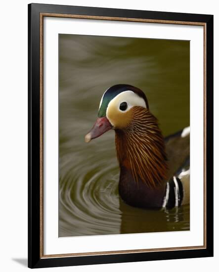 Mandarin Duck, Slimbridge Wildfowl and Wetlands Trust, England-Pete Oxford-Framed Photographic Print