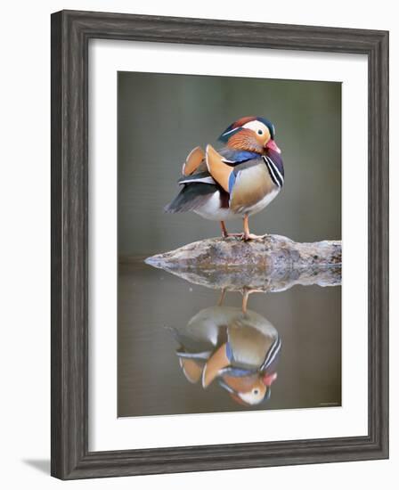 Mandarin Duck-null-Framed Photographic Print