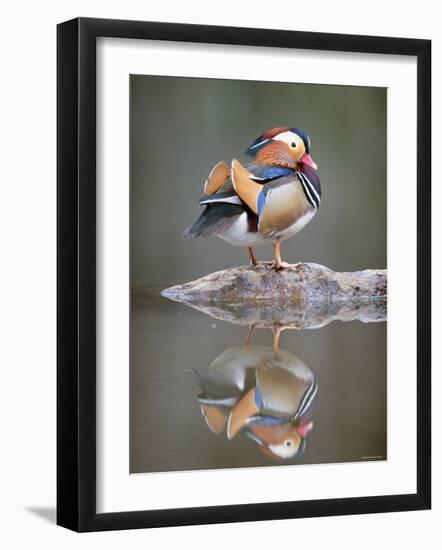 Mandarin Duck-null-Framed Photographic Print