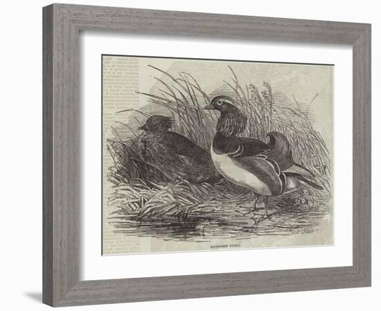 Mandarin Ducks-Harrison William Weir-Framed Giclee Print