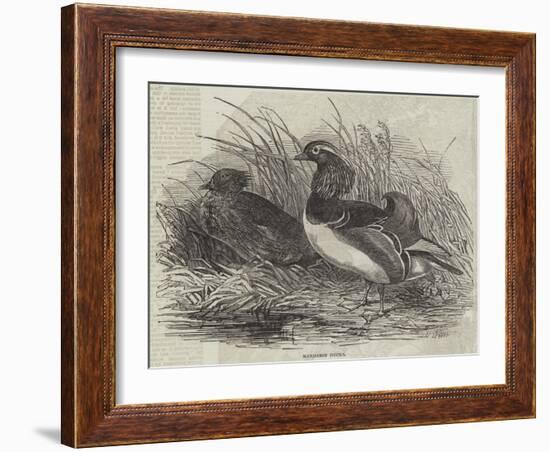 Mandarin Ducks-Harrison William Weir-Framed Giclee Print