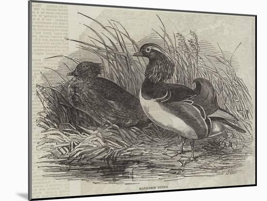 Mandarin Ducks-Harrison William Weir-Mounted Giclee Print