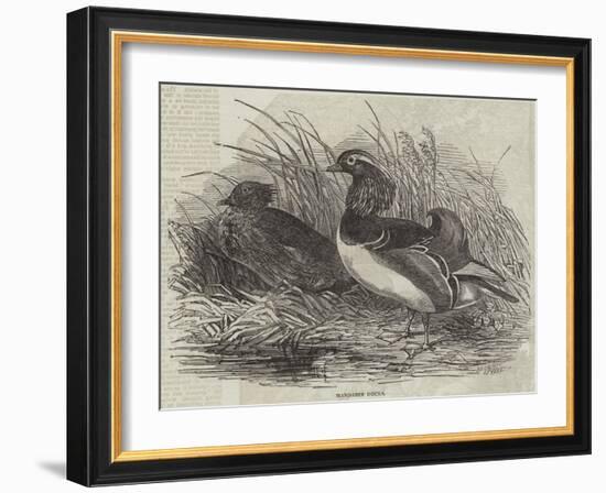 Mandarin Ducks-Harrison William Weir-Framed Giclee Print