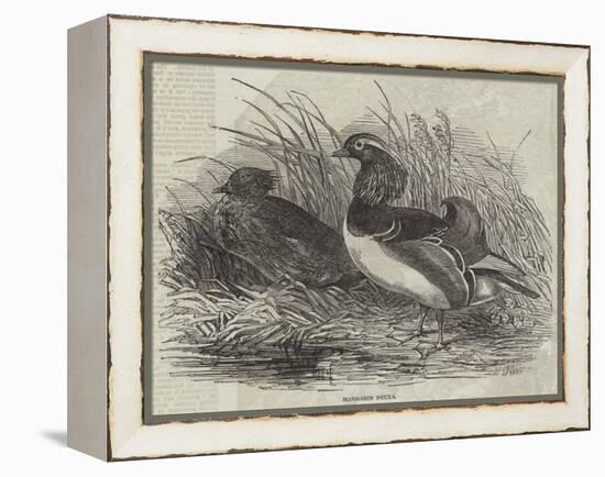 Mandarin Ducks-Harrison William Weir-Framed Premier Image Canvas