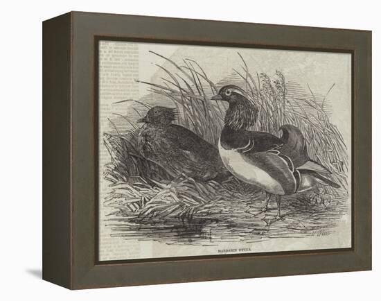 Mandarin Ducks-Harrison William Weir-Framed Premier Image Canvas