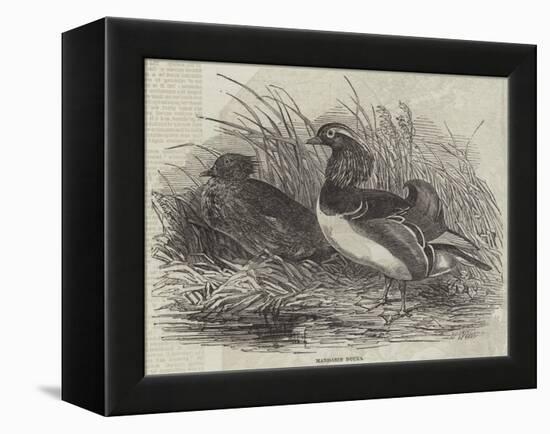 Mandarin Ducks-Harrison William Weir-Framed Premier Image Canvas