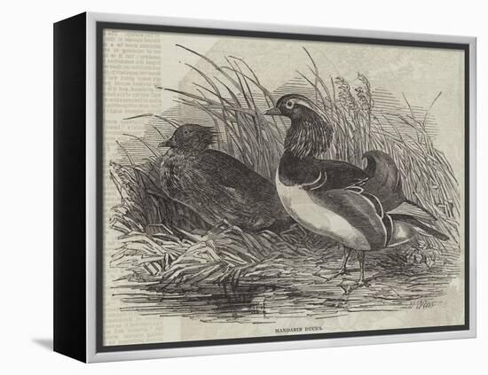 Mandarin Ducks-Harrison William Weir-Framed Premier Image Canvas