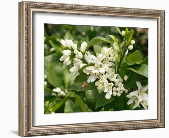 Mandarin Orange Blossoms-null-Framed Photographic Print