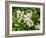 Mandarin Orange Blossoms-null-Framed Photographic Print