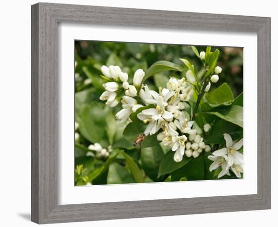 Mandarin Orange Blossoms-null-Framed Photographic Print