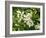 Mandarin Orange Blossoms-null-Framed Photographic Print