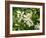 Mandarin Orange Blossoms-null-Framed Photographic Print