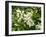 Mandarin Orange Blossoms-null-Framed Photographic Print