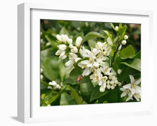 Mandarin Orange Blossoms-null-Framed Photographic Print