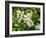 Mandarin Orange Blossoms-null-Framed Photographic Print