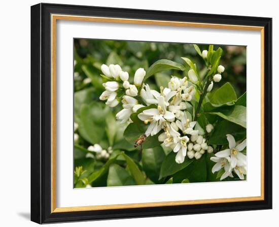 Mandarin Orange Blossoms-null-Framed Photographic Print