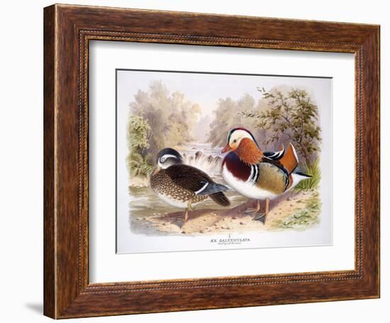 Mandarin-Henry Jones-Framed Premium Giclee Print