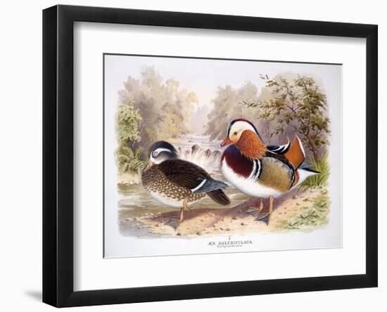 Mandarin-Henry Jones-Framed Premium Giclee Print