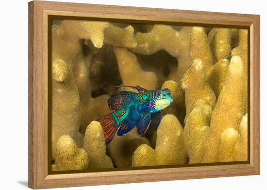 Mandarinfish look for a mate at dusk, Micronesia-David Fleetham-Framed Premier Image Canvas