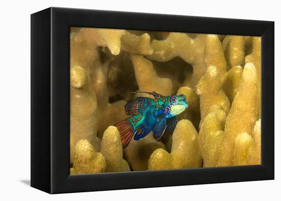 Mandarinfish look for a mate at dusk, Micronesia-David Fleetham-Framed Premier Image Canvas