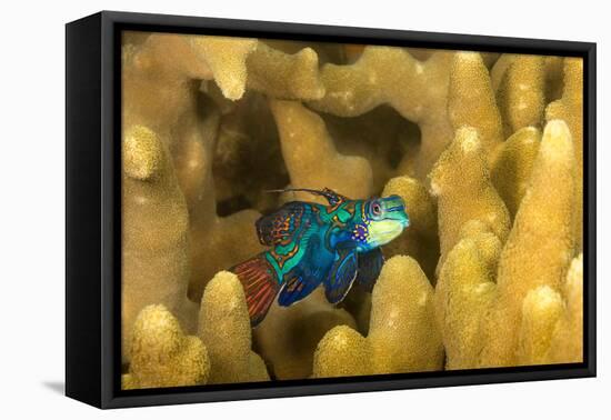 Mandarinfish look for a mate at dusk, Micronesia-David Fleetham-Framed Premier Image Canvas