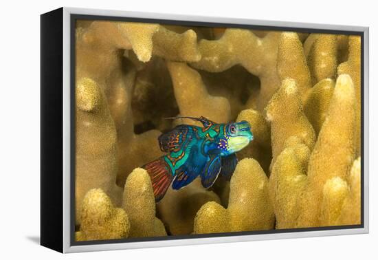 Mandarinfish look for a mate at dusk, Micronesia-David Fleetham-Framed Premier Image Canvas