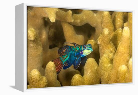 Mandarinfish look for a mate at dusk, Micronesia-David Fleetham-Framed Premier Image Canvas