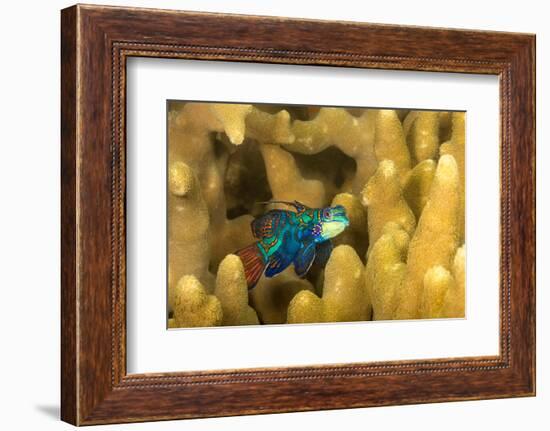 Mandarinfish look for a mate at dusk, Micronesia-David Fleetham-Framed Photographic Print