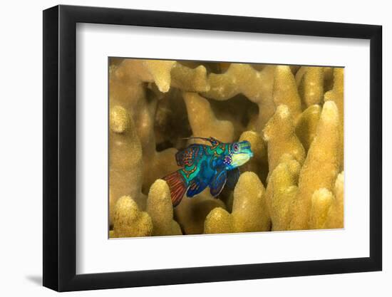 Mandarinfish look for a mate at dusk, Micronesia-David Fleetham-Framed Photographic Print