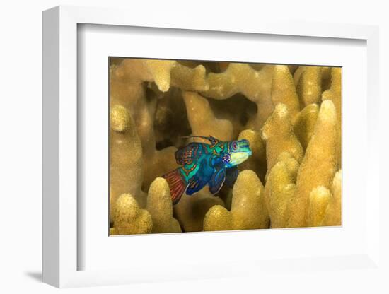 Mandarinfish look for a mate at dusk, Micronesia-David Fleetham-Framed Photographic Print